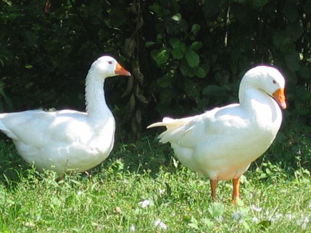Guesthouse Zorko Gostilna Domen Šmarješke Toplice Esterno foto