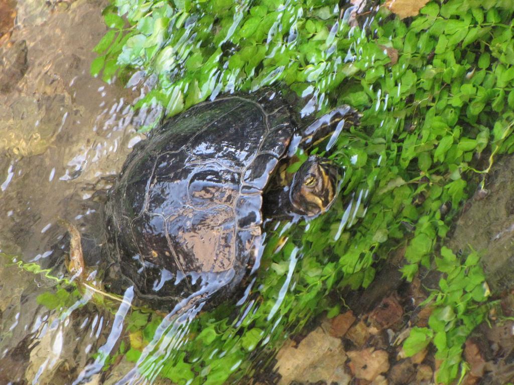 Guesthouse Zorko Gostilna Domen Šmarješke Toplice Esterno foto